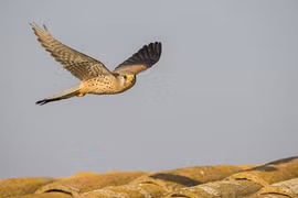 Chim sa, cá nhảy là báo hiệu điềm xấu?