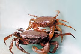 Cua đồng chữa ho, tức ngực 