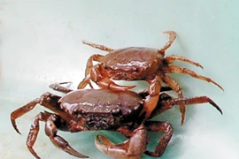 Cua đồng chữa ho, tức ngực 