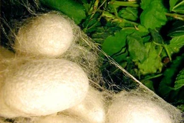 Sức đẻ trứng của tằm tơ