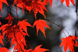 Lá cây màu đỏ có chất diệp lục không?