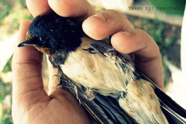 Con chim sẻ phóng sinh