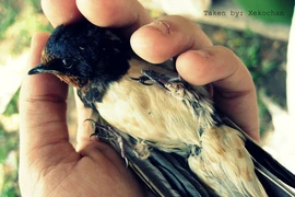 Con chim sẻ phóng sinh