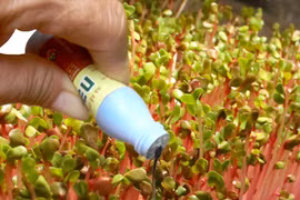 Tổn hại gan, ung thư vì thuốc kích thích rau mầm 