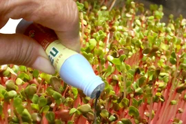 Tổn hại gan, ung thư vì thuốc kích thích rau mầm 