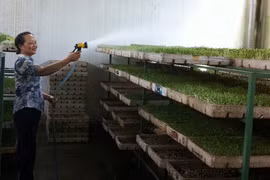 Truy tìm chất độc kích thích rau mầm mọc nhanh