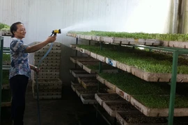 Truy tìm chất độc kích thích rau mầm mọc nhanh