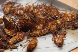 Lý giải hiện tượng gián chết nằm ngửa 