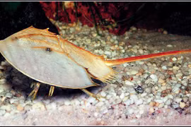 Tử vong vì ngộ độc so, sam biển