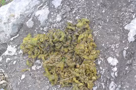 Săn đặc sản “dị” trên đỉnh Nga Sơn