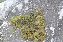 Săn đặc sản “dị” trên đỉnh Nga Sơn