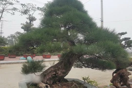 "Bá đạo" phi lao kiểng cổ dáng siêu phong, giá nửa tỷ đồng 