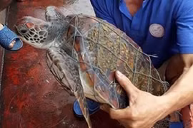 Phát hiện rùa biển quý hiếm dính lưới, trên mai có nhiều “hoa văn” lạ