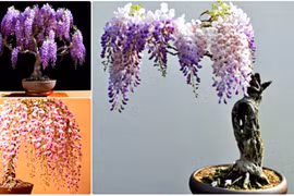 Chị em ngất ngây với bonsai hoa tử đằng siêu đẹp