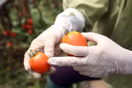 Nông dân Tứ Xã khóc vì cà chua: Hội Nông dân tỉnh đứng ngoài cuộc?