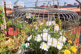 Mê mẩn lồng chim hoa mười giờ trên sân thượng “bung lụa” của mẹ 8X