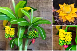 Ngắm bonsai chuối cảnh siêu độc trên thị trường Tết 2018