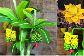 Ngắm bonsai chuối cảnh siêu độc trên thị trường Tết 2018