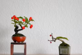 Bonsai táo gai siêu độc được người dân săn lùng chơi Tết