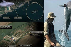 Mỹ nghi ngờ hải quân Triều Tiên đang huấn luyện cá heo chiến đấu