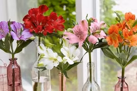 Nên đặt 5 loại cây này trong nhà vào 3 tháng cuối năm