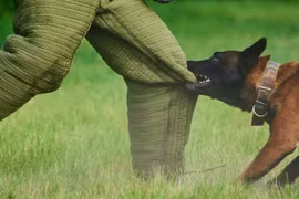 Vì sao nhiều người hay bị chó cắn?