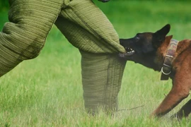 Vì sao nhiều người hay bị chó cắn?