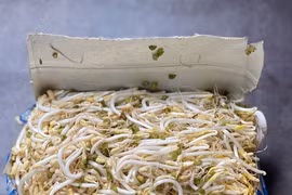 5 cách đơn giản làm giá đỗ sạch ngon, ăn không phải lo