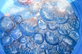 Nuốc xanh đặc sản xứ Huế: Món sashimi độc lạ mùa hè