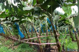 Phát hiện bé sơ sinh đang phân hủy trong túi vải đen tại Bà Rịa – Vũng Tàu