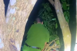 Hi hữu: Giải cứu bé trai 9 tuổi ngủ quên trên ngọn cây xoài lúc nửa đêm