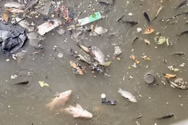 TPHCM: Cá lại chết trắng kênh Nhiêu Lộc - Thị Nghè sau mưa lớn