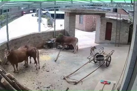 Đang cho bò ăn, người đàn ông bị húc và giẫm tử vong