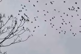 Hàng ngàn con chim lạ phá ruộng lúa của người dân ở Hà Tĩnh