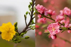 Bắc đào Nam mai: Tại sao lại có sự khác biệt?