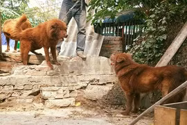 Thực hư huyền thoại về "sói lửa" trên cao nguyên trắng