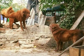 Thực hư huyền thoại về "sói lửa" trên cao nguyên trắng