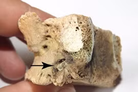 Vết thương lạ trên hài cốt nam chiến binh Thời Đồ sắt