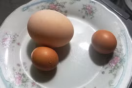 Kỳ lạ gà trống đẻ trứng ngày cận Tết