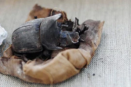 Kinh ngạc xác ướp bọ hung hiếm có trong mộ cổ Ai Cập 