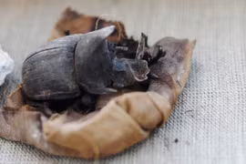 Kinh ngạc xác ướp bọ hung hiếm có trong mộ cổ Ai Cập 