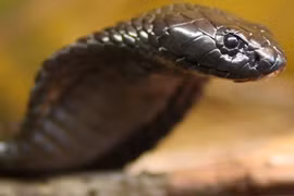 Trăn ẩn nấp trong đền thờ, bị chó nhà "xử"