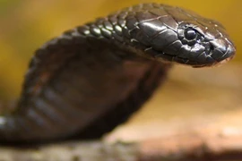 Trăn ẩn nấp trong đền thờ, bị chó nhà "xử"