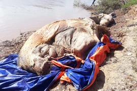 Xác cá voi khoảng 10 tấn dạt vào bờ, dân đem vào miếu thờ