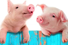 Nằm mơ thấy lợn báo hiệu may mắn hay xui xẻo? 