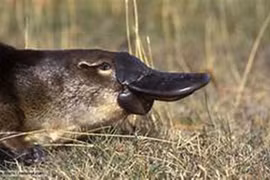 7 loại nọc độc gây ám ảnh nhất đối với con người