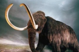 Voi ma mút sắp “tái xuất” theo kiểu... Công viên kỷ Jura?