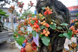 Những loại cây kiêng trồng trước nhà để tránh gặp xui xẻo