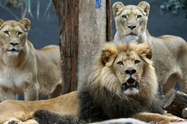 Kịch tính 3 sư tử châu Phi cứu gái trẻ khỏi bị hãm hiếp