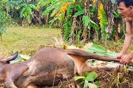 Xót xa nông dân phải ăn bò thay cơm